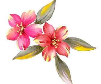 hand painted clivia layered psd source material
