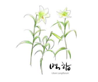 Hand Painted Lilies Psd Material