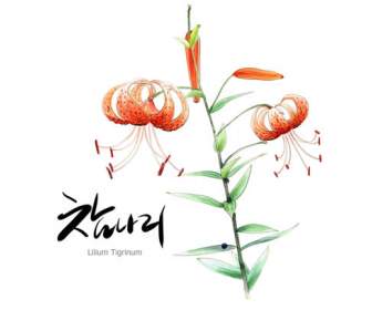 Hand Painted Lilium Flower Psd Material