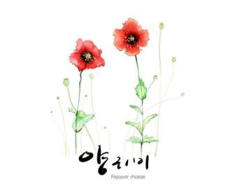 hand painted poppies psd material