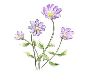 手描き紫花の Psd 素材