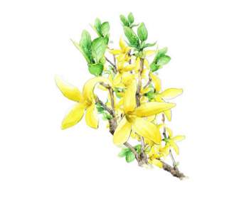 hand painted yellow flowers psd material