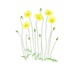 Hand Painted Yellow Poppy Flowers Psd Layered Material