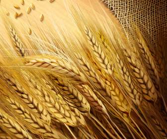 Hd Wheat Background Psd Template