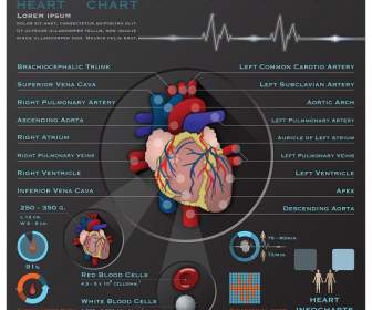 معلومات جهاز القلب