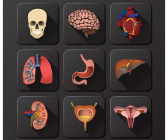 órgãos Internos Do ícone Do Corpo Humano