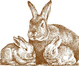 線描動物兔