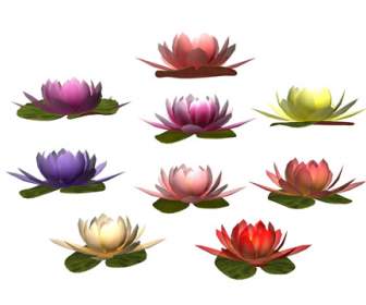 Lotus Png Transparan Bahan