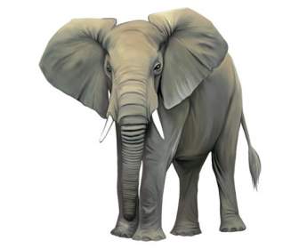 코끼리의 사랑 스러운 큰 귀