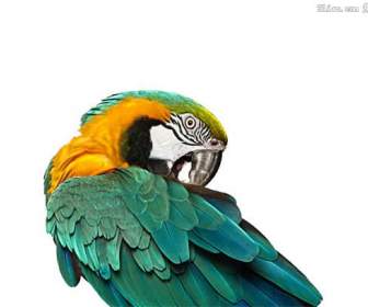 parrot psd material