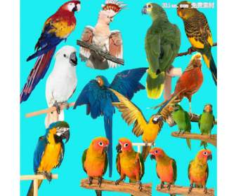 Parrot Psd Source File