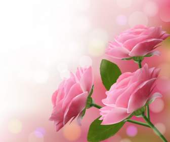 Latar Belakang Bunga Mawar Merah Muda