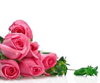 Pink Rose Flower Psd Template