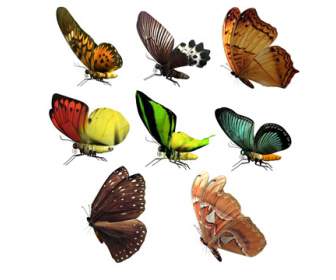 png color butterfly material