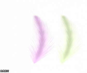 psd color feather material