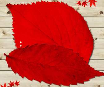 ใบไม้สีแดงวัสดุ Psd