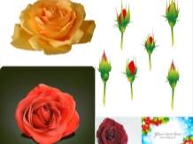 Arrière-plans De Fantaisie Fleur Rose Rouge