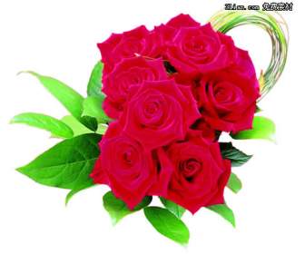 Bunga Mawar Merah Psd Bahan