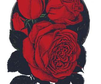 Ilustrações Vintage Rosas Vermelhas