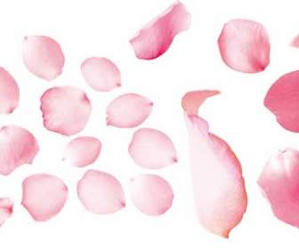 Rose Petals And Beautiful Pictures Psd Stuff