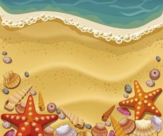 песчаные морские раковины