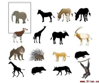 Schizzo Di Una Varietà Di Foraggio Animale Animali