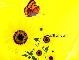 Sunflowers And Butterflies