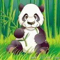 Panda Wielka