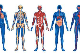 Im Menschlichen Körper-Organ-Diagramm