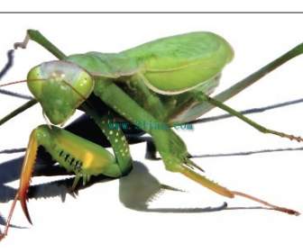 Berdoa Mantis