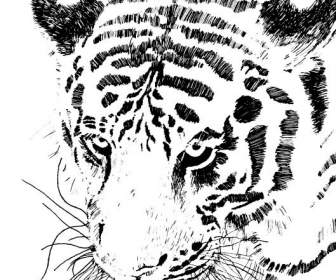 Harimau Gambar Sketsa
