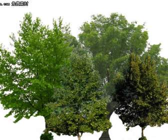 trees psd layered material