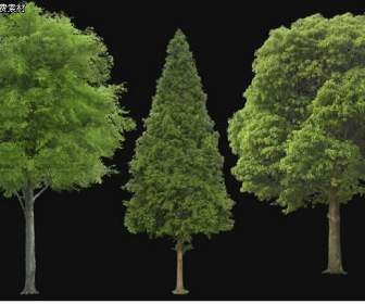 trees psd source file