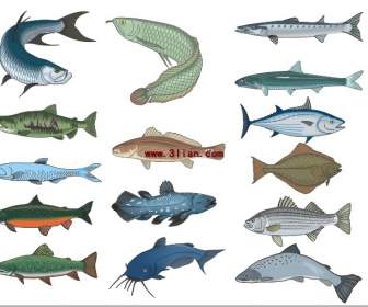 Wiele Gatunków Ryb