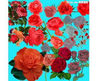 variety of roses psd material