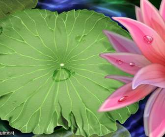 water lotus psd material