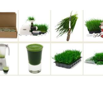 wheat grass juice png icons
