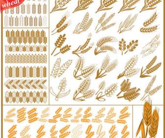 Wheat Wheat Materials