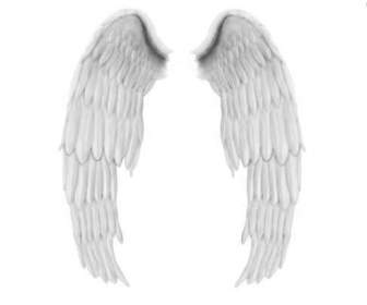 白い天使の羽と Psd