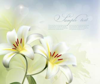 White Lily Flower Background