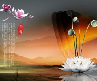Schöne Weiße Lotus Hintergrund Psd Material