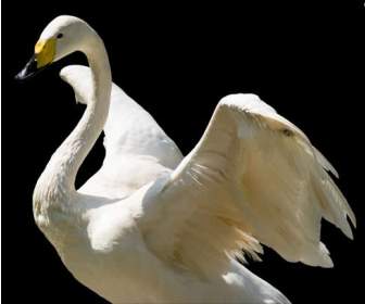 White Swan Psd