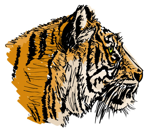 Tygrys twarz linii
