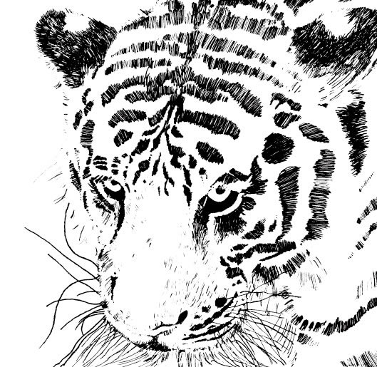 Harimau gambar sketsa