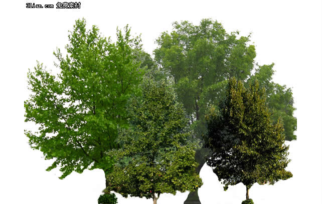 Trees Psd Layered Material