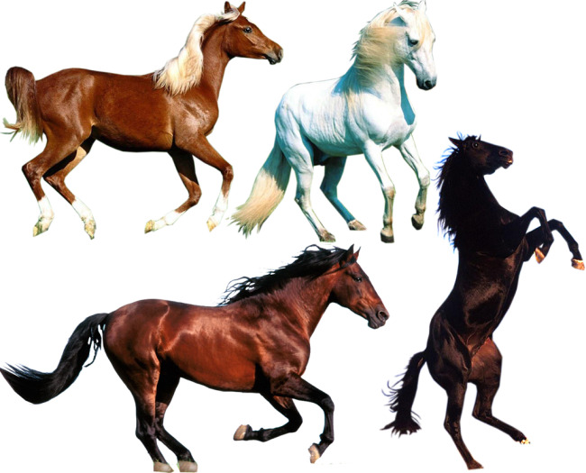 さまざまな色、疾走する馬の psd 素材