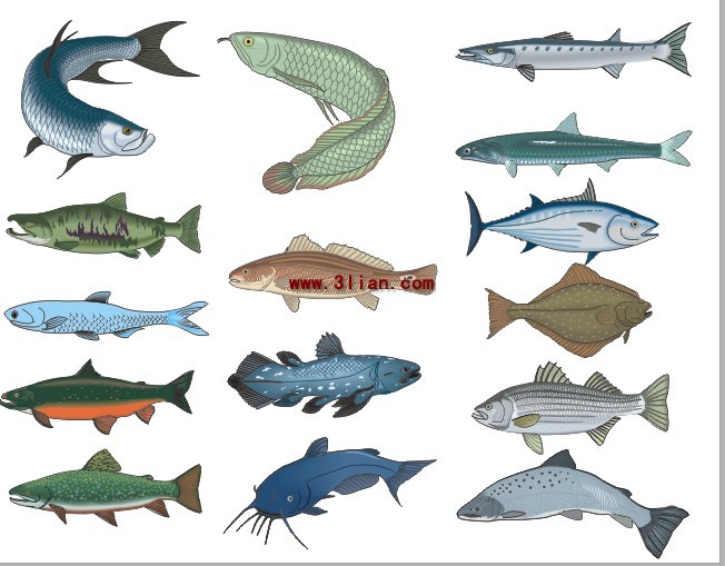 diverses espèces de poissons