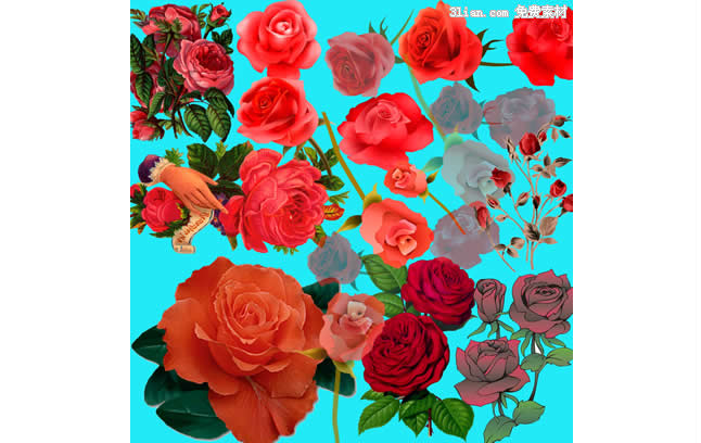 Variety Of Roses Psd Material