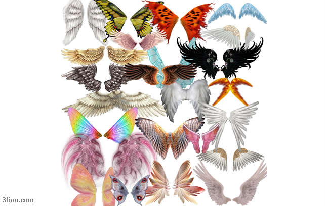 variedade de asas e psd