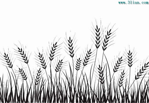 Vector Black And White Wheat